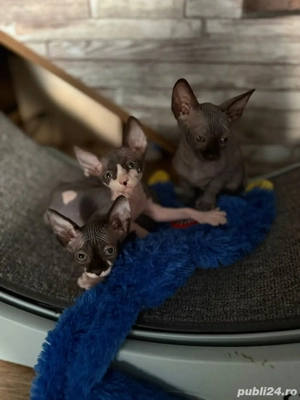 pui sphynx, sphinx, sfinx adorabili si jucausi
