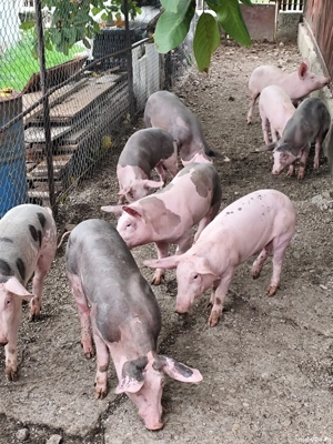 Vind purcei  - imagine 2