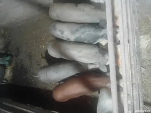 vand purcei - imagine 2