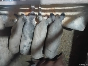 vand purcei - imagine 3