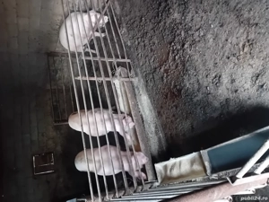 vand porci de craciun  - imagine 4