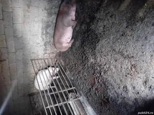 vand porci de craciun  - imagine 3