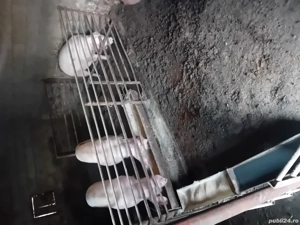 vand porci de craciun  - imagine 2