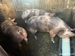 Vând porci Pietrain si Pietrain cu Landrace