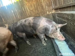 Vând porci Pietrain - imagine 2