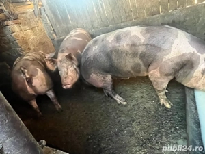 Vând porci Pietrain - imagine 3