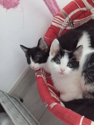 Donam 4 pisoiasi - imagine 2