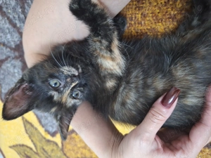 Donam 4 pisoiasi - imagine 3