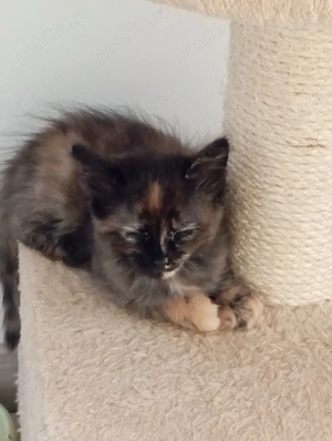 Donam 4 pisoiasi - imagine 4