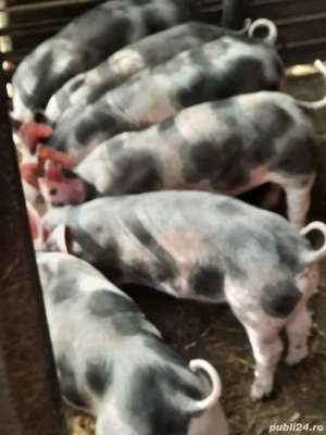 vând purcei  - imagine 2