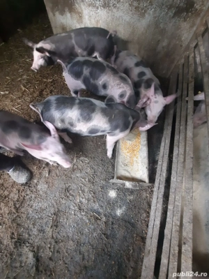 vând purcei  - imagine 3