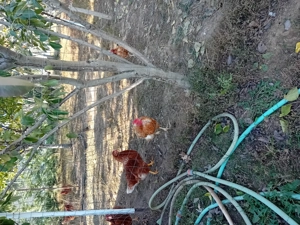 Oua de vânzare, de la găini crescute liber 