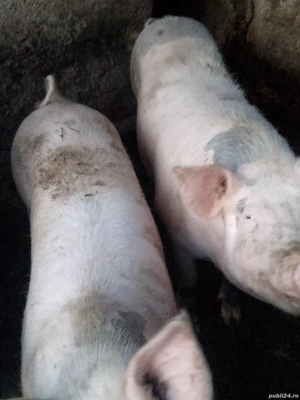 vând 2 porci grași care este interesat să mă sune  - imagine 2