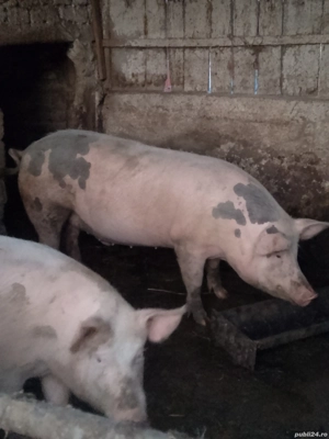vând 2 porci grași care este interesat să mă sune  - imagine 4