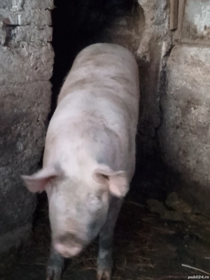 vând 2 porci grași care este interesat să mă sune  - imagine 3