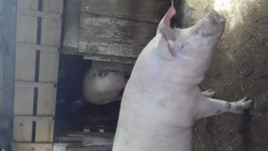 Porci de vanzare in Tichilesti 