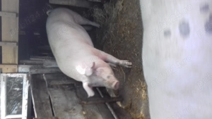 Porci de vanzare in Tichilesti  - imagine 2 Porci de vanzare in Tichilesti  - imagine 2