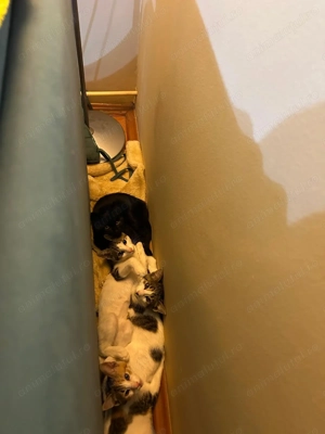 4 puiuti sa fie cu noroc.