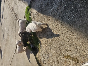 Cățeluși bichon - imagine 3 Cățeluși bichon - imagine 3