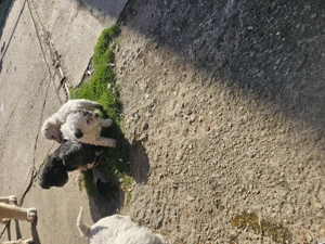 Cățeluși bichon - imagine 5 Cățeluși bichon - imagine 5