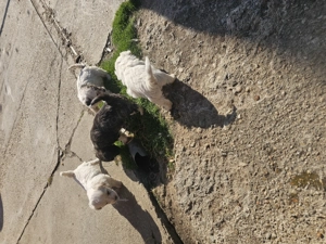 Cățeluși bichon - imagine 4 Cățeluși bichon - imagine 4