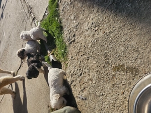 Cățeluși bichon - imagine 2 Cățeluși bichon - imagine 2