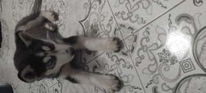 Husky pui 2 luni jumate 