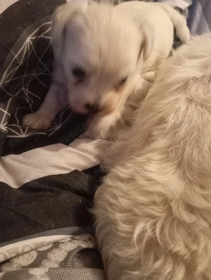 Vând pui bicșon maltez - imagine 3