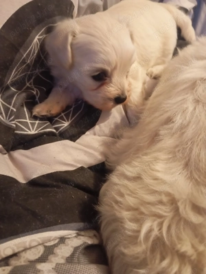 Vând pui bicșon maltez - imagine 2