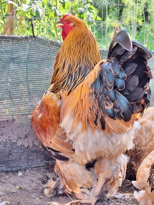 Brahma Columbia Galben-Negru  - imagine 2