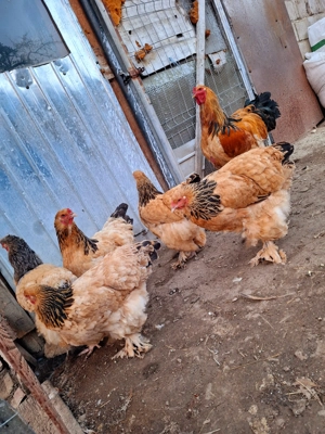 Brahma Columbia Galben-Negru 