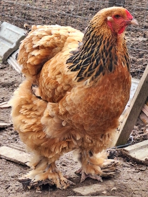 Brahma Columbia Galben-Negru  - imagine 3