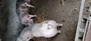 Purcei rasa Pietrain 30 kg