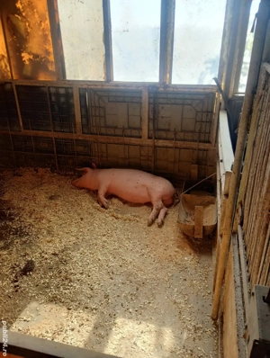 vand porci  - imagine 2 vand porci  - imagine 2