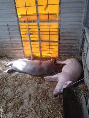 vand porci  - imagine 3 vand porci  - imagine 3