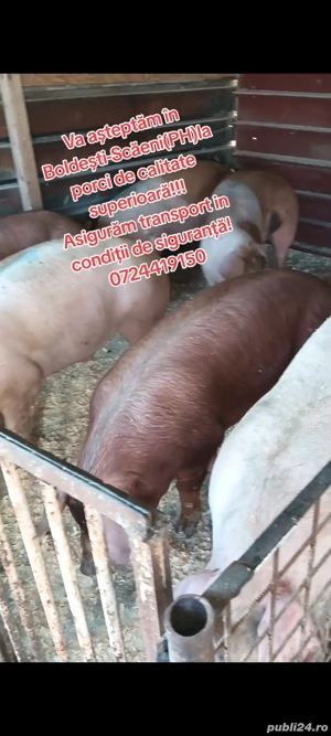 Vand porci de cea mai inalta calitate! 