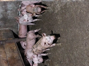 Purcei de vanzare  - imagine 4