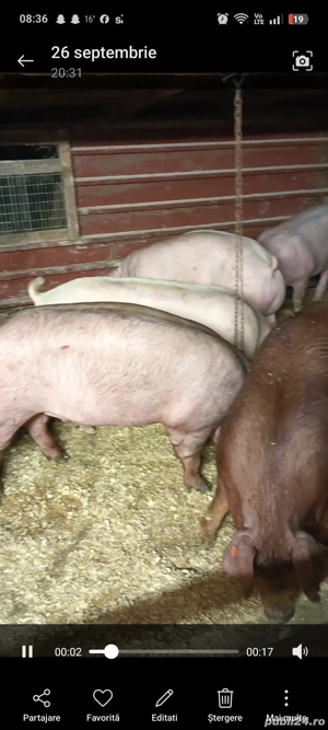 Vand porci de cea mai inalta calitate!  - imagine 2