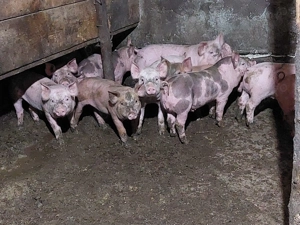 Purcei de vanzare  - imagine 2