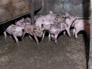 Purcei de vanzare  - imagine 3