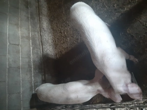 Porcii de vânzare... - imagine 5