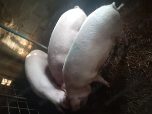 Porcii de vânzare... - imagine 3