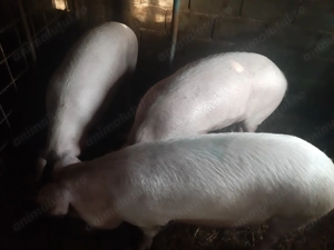 Porcii de vânzare... - imagine 2