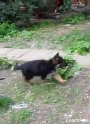 băiat ciobănesc german talie mare ajut cu transport în țară - imagine 2