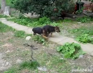 băiat ciobănesc german talie mare ajut cu transport în țară - imagine 3