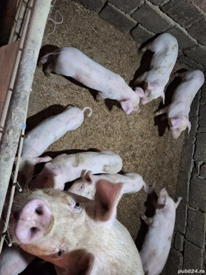 Vand purcei - imagine 4