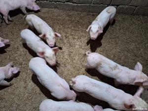 Vand purcei - imagine 3