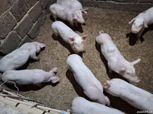 Vand purcei - imagine 2