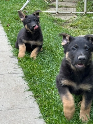 Ciobănesc german va - imagine 4