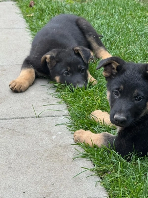 Ciobănesc german va - imagine 5